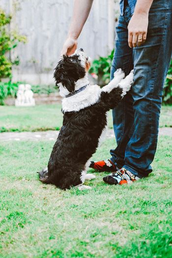 A black and white dog is standing on its hind legs.